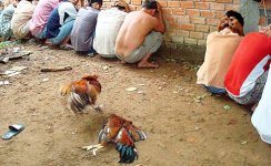 Đặc điểm ngoại hình thường thấy ở chiến kê dòng Hatch Đặc điểm ngoại hình thường thấy ở chiến kê dòng Hatch